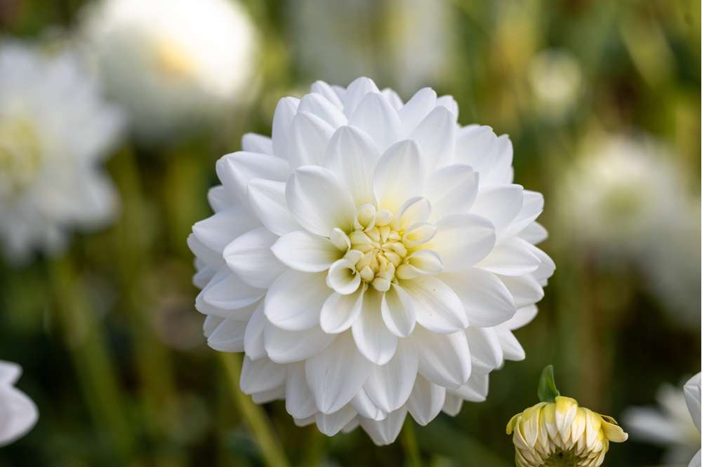 Dahlia 'Porcelain'
